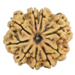 9 Mukhi Rudraksha 29.8mm 5.78gm - Rudraksha