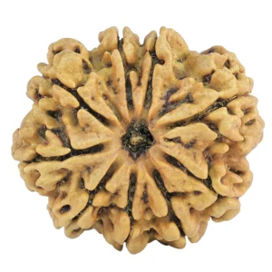 9 Mukhi Rudraksha 29.8mm 5.78gm - Rudraksha