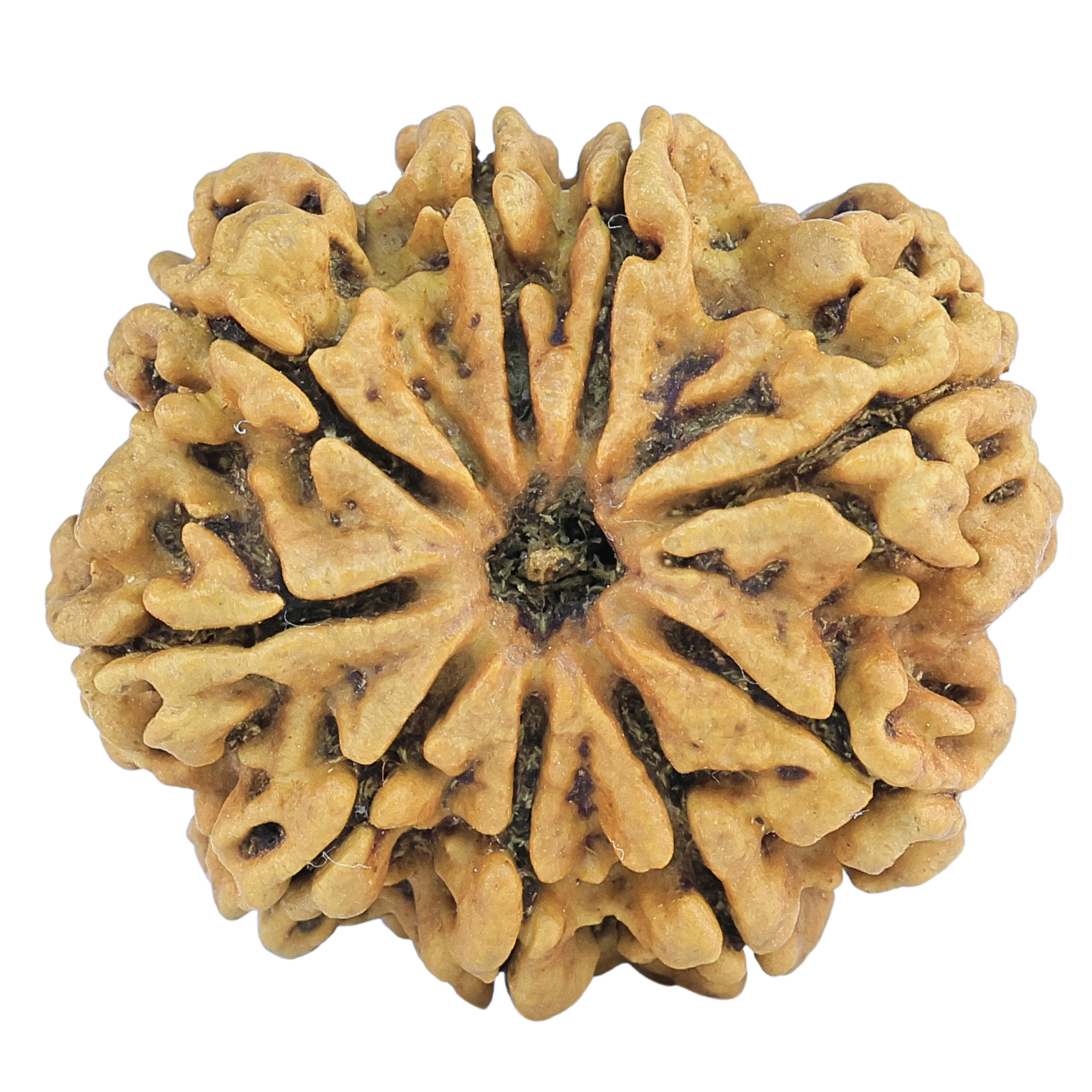 9 Mukhi Rudraksha 29.8mm 5.78gm - Rudraksha