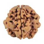 1MK(Underdeveloped) 21.2mm 3.05gm - Rudraksha