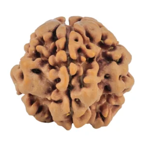 1MK(Underdeveloped) 21.2mm 3.05gm - Rudraksha