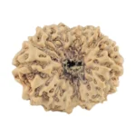17 Mukhi Rudraksha 19.2mm 1.38gm - Rudraksha