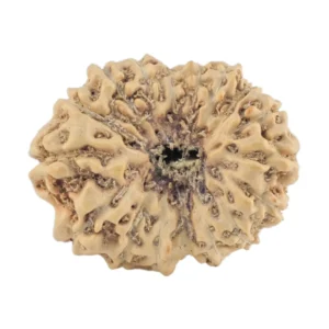 17 Mukhi Rudraksha 19.2mm 1.38gm - Rudraksha