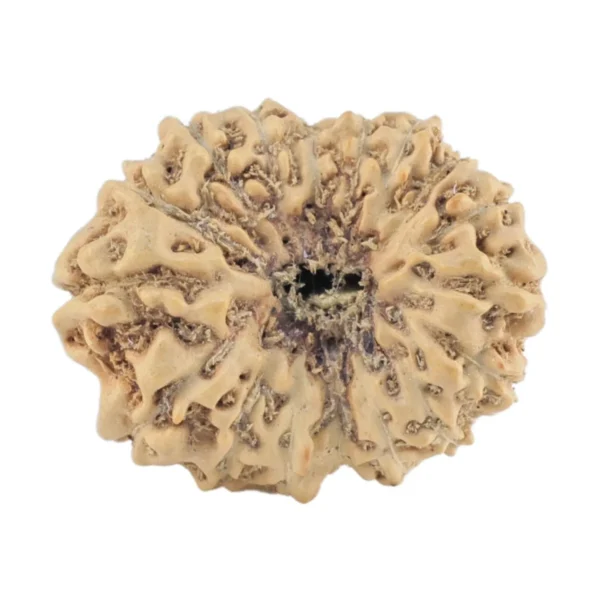 17 Mukhi Rudraksha 19.2mm 1.38gm - Rudraksha