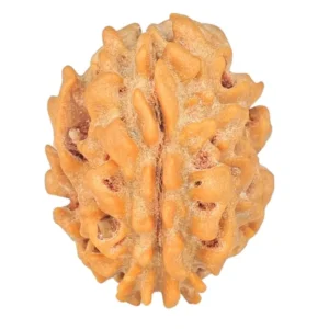 1 Mukhi Rudraksha 19.7mm 1.74gm - Rudraksha