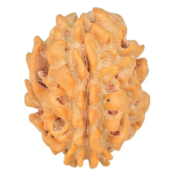 1 Mukhi Rudraksha 19.7mm 1.74gm - Rudraksha