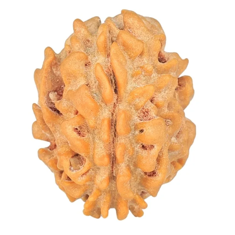1 Mukhi Rudraksha 19.7mm 1.74gm - Rudraksha