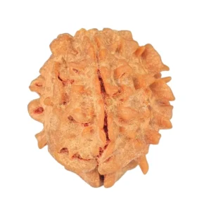 1 Mukhi Rudraksha 21mm 2.69gm - Rudraksha