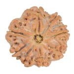 8 Mukhi Rudraksha 24.5mm 4.78gm - Rudraksha