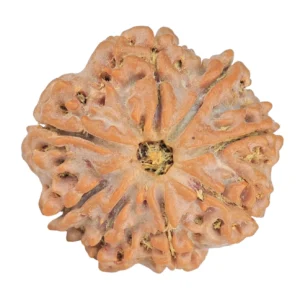 8 Mukhi Rudraksha 24.5mm 4.78gm - Rudraksha