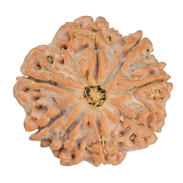 8 Mukhi Rudraksha 24.5mm 4.78gm - Rudraksha