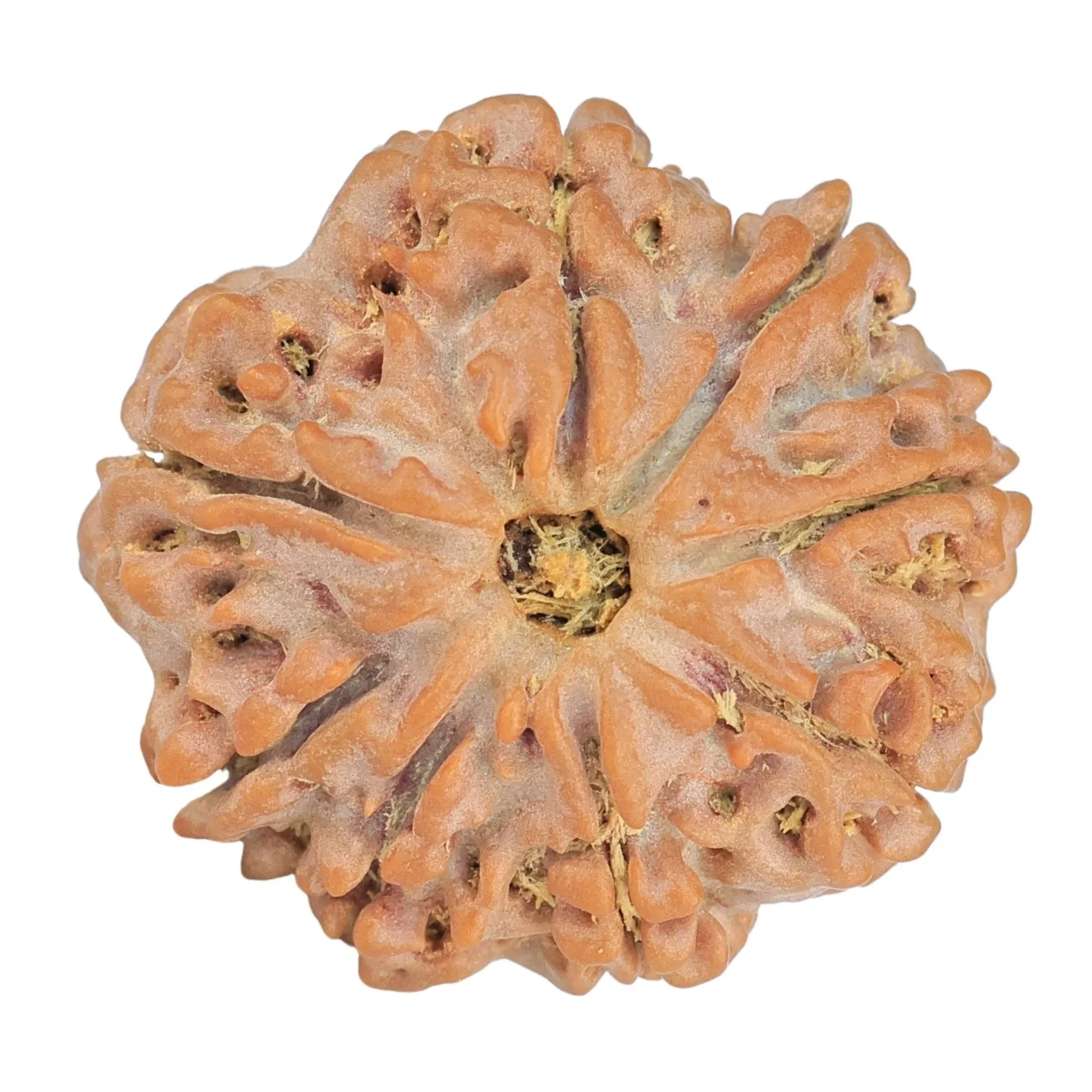 8 Mukhi Rudraksha 24.5mm 4.78gm - Rudraksha