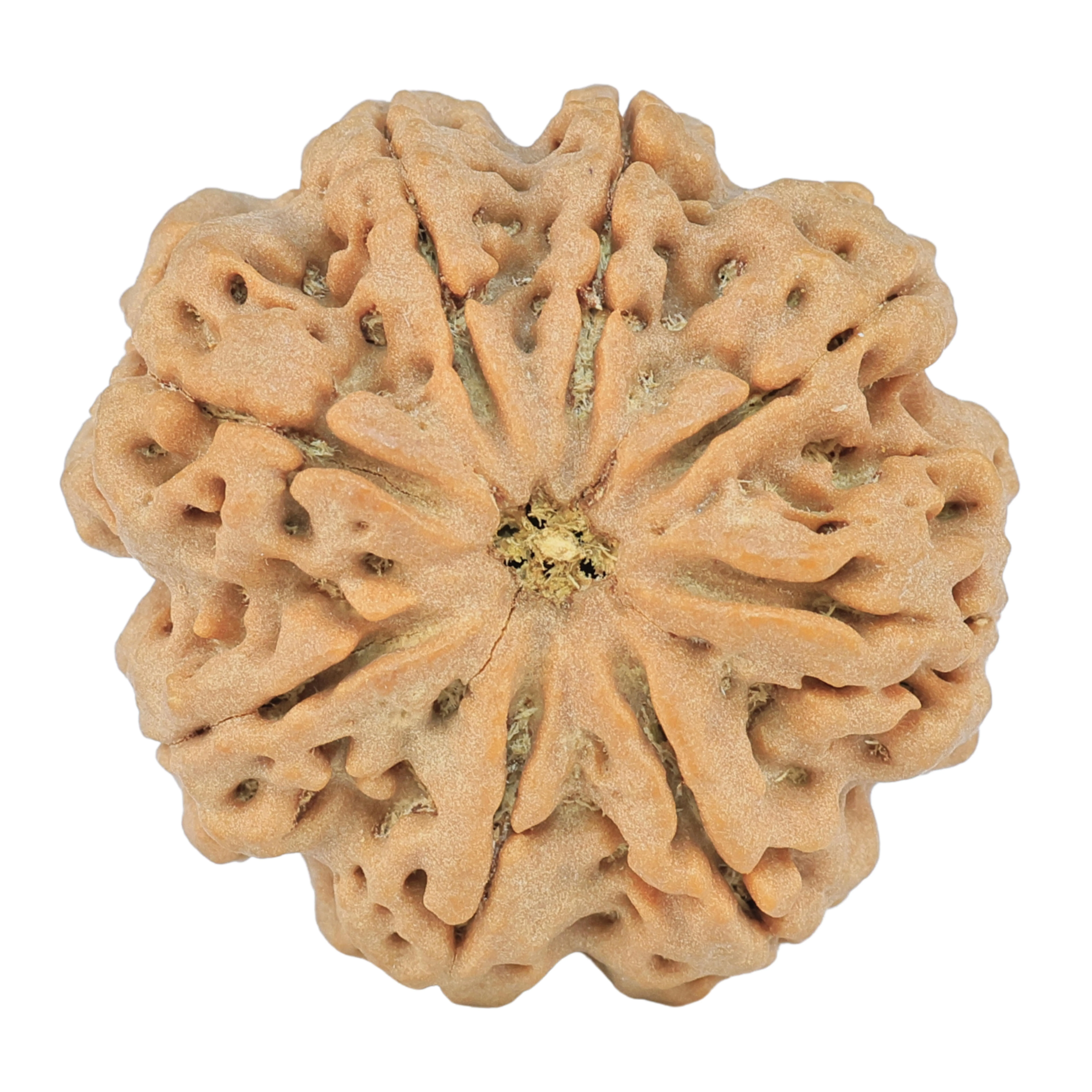 8 Mukhi Rudraksha 29.3mm 8.11gm - Rudraksha