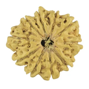 10 Mukhi Rudraksha 22.9mm 2.37gm - Rudraksha