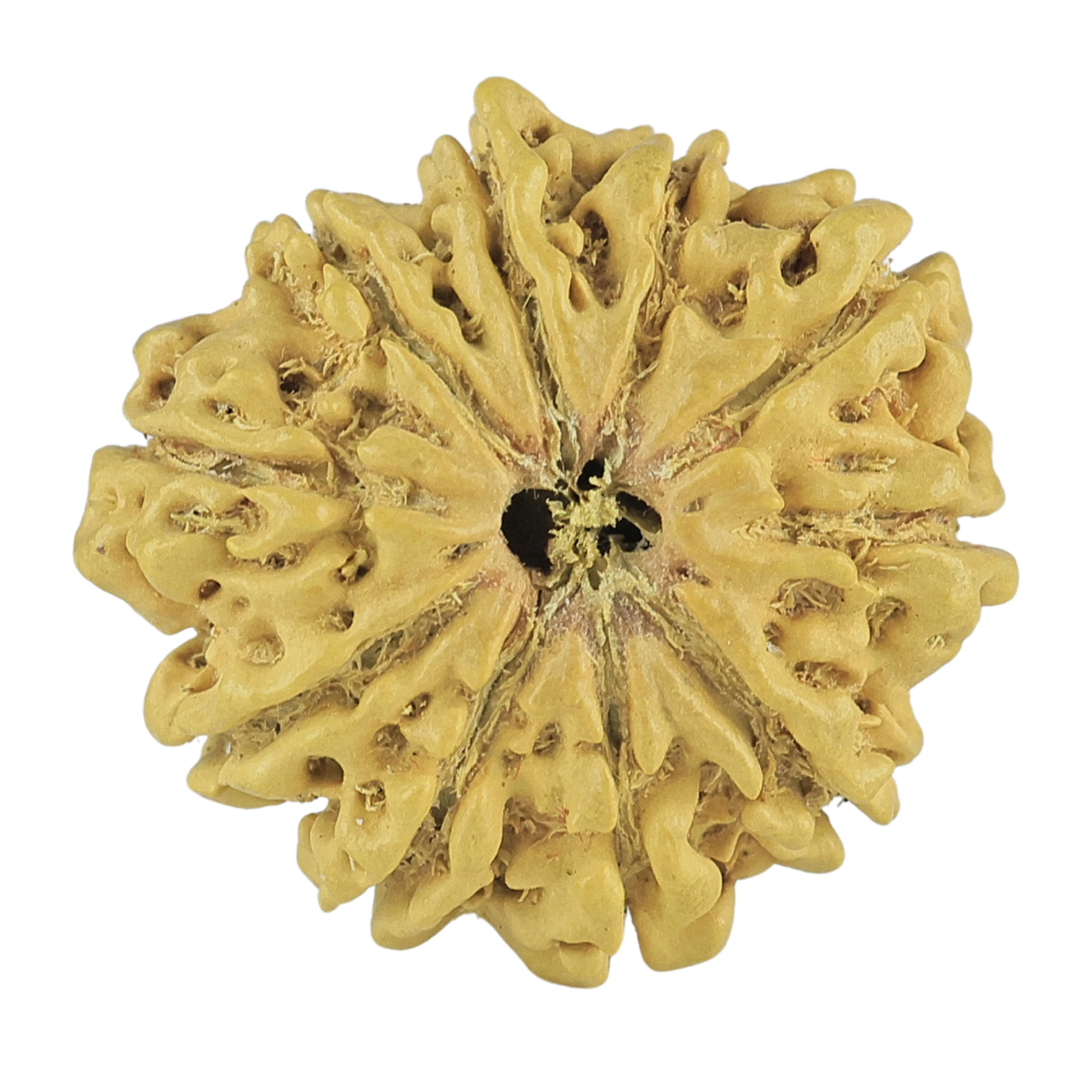 10 Mukhi Rudraksha 22.9mm 2.37gm - Rudraksha