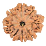 8 Mukhi Rudraksha 28.3mm 6.37gm - Rudraksha