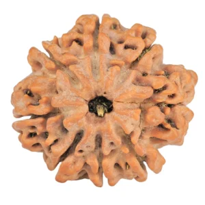8 Mukhi Rudraksha 28.3mm 6.37gm - Rudraksha