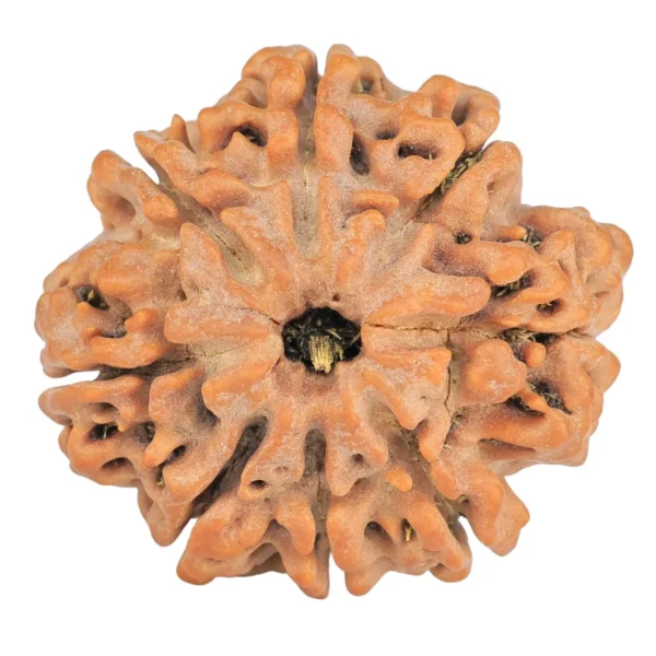 8 Mukhi Rudraksha 28.3mm 6.37gm - Rudraksha