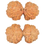 9 MK Gaurishankar 39.7mm 9.51gm - Rudraksha