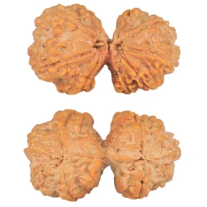 9 MK Gaurishankar 39.7mm 9.51gm - Rudraksha