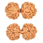 10 Mk Gaurishankar 37.6mm 7gm - Rudraksha