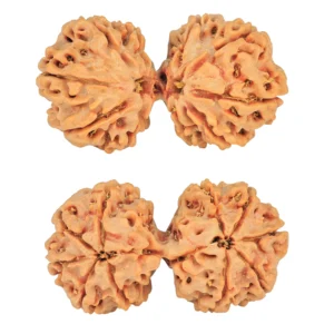 10 Mk Gaurishankar 37.6mm 7gm - Rudraksha