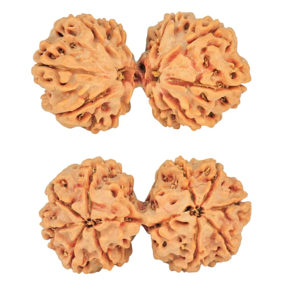 10 Mk Gaurishankar 37.6mm 7gm - Rudraksha