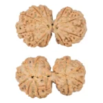 10 Mk Gaurishankar 40.1mm 9.72gm - Rudraksha