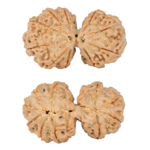 10 Mk Gaurishankar 40.1mm 9.72gm - Rudraksha