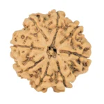8 Mukhi Rudraksha 25.8mm 5.23gm - Rudraksha