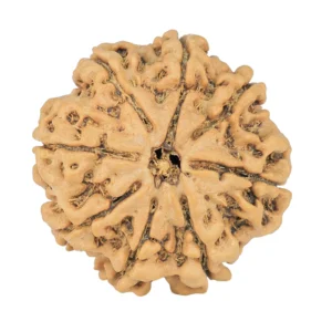 8 Mukhi Rudraksha 25.8mm 5.23gm - Rudraksha
