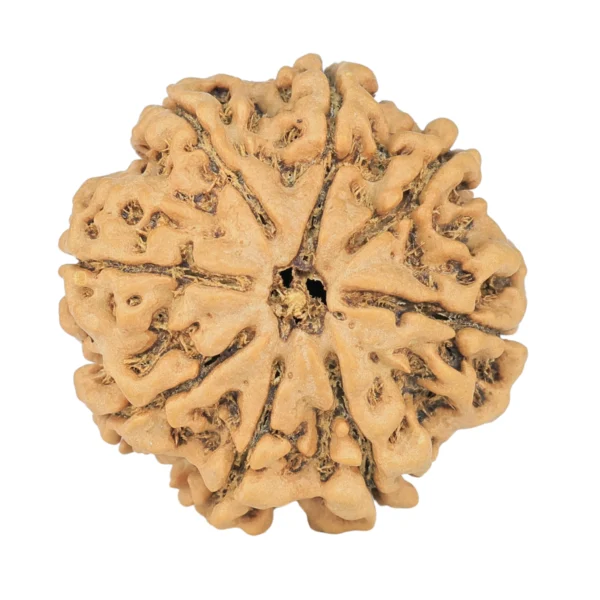 8 Mukhi Rudraksha 25.8mm 5.23gm - Rudraksha