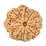 8 Mukhi Rudraksha 29.3mm 7.69gm - Rudraksha