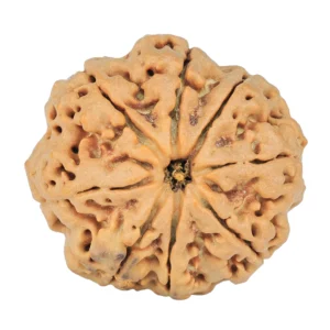 8 Mukhi Rudraksha 29.3mm 7.69gm - Rudraksha