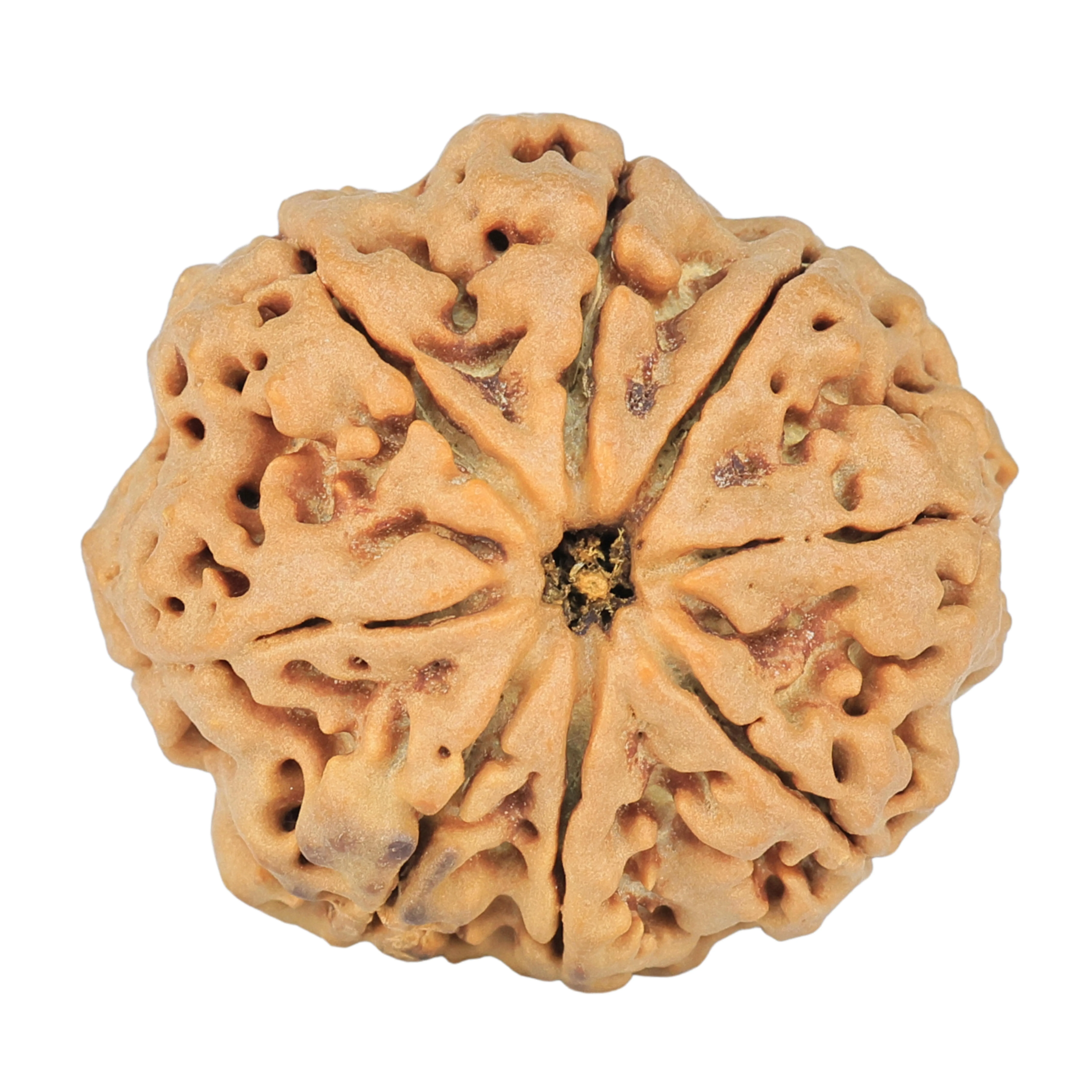 8 Mukhi Rudraksha 29.3mm 7.69gm - Rudraksha