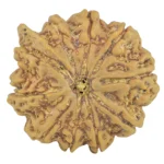 10 Mukhi Ganesh 26.8mm 5.88gm - Rudraksha