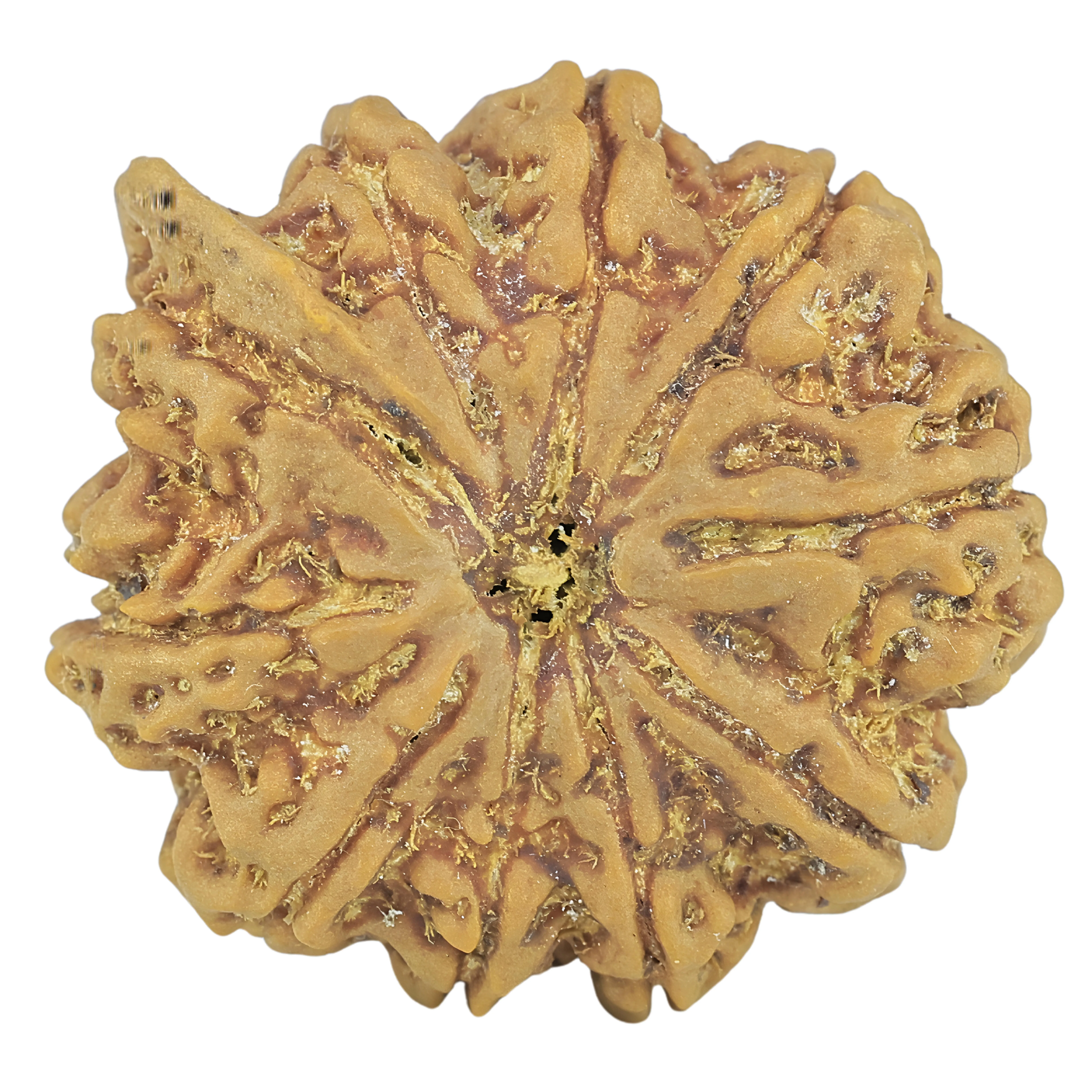 10 Mukhi Ganesh 26.8mm 5.88gm - Rudraksha