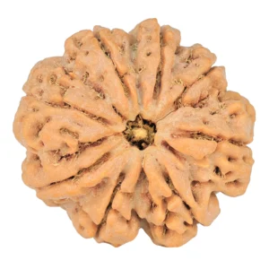 8 Mukhi Rudraksha 31.9mm 10.34gm - Rudraksha