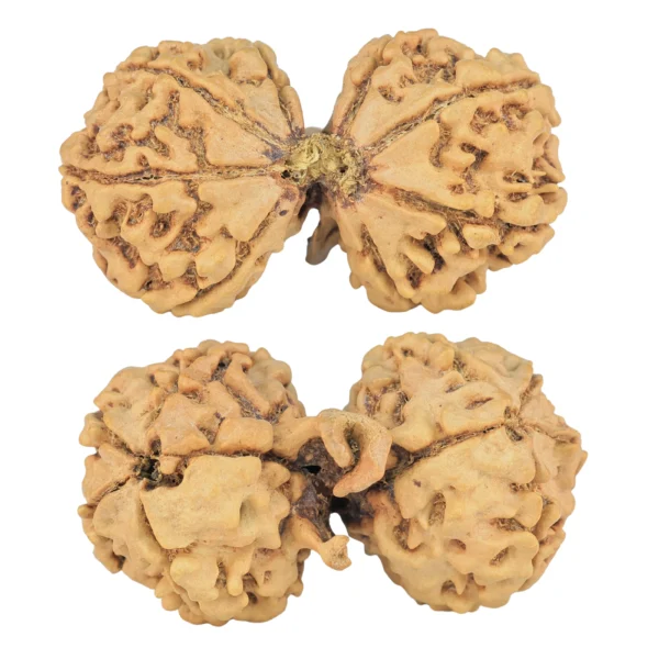 10 Mukhi G.S & Ganesh 35.3mm 5.61gm - Rudraksha
