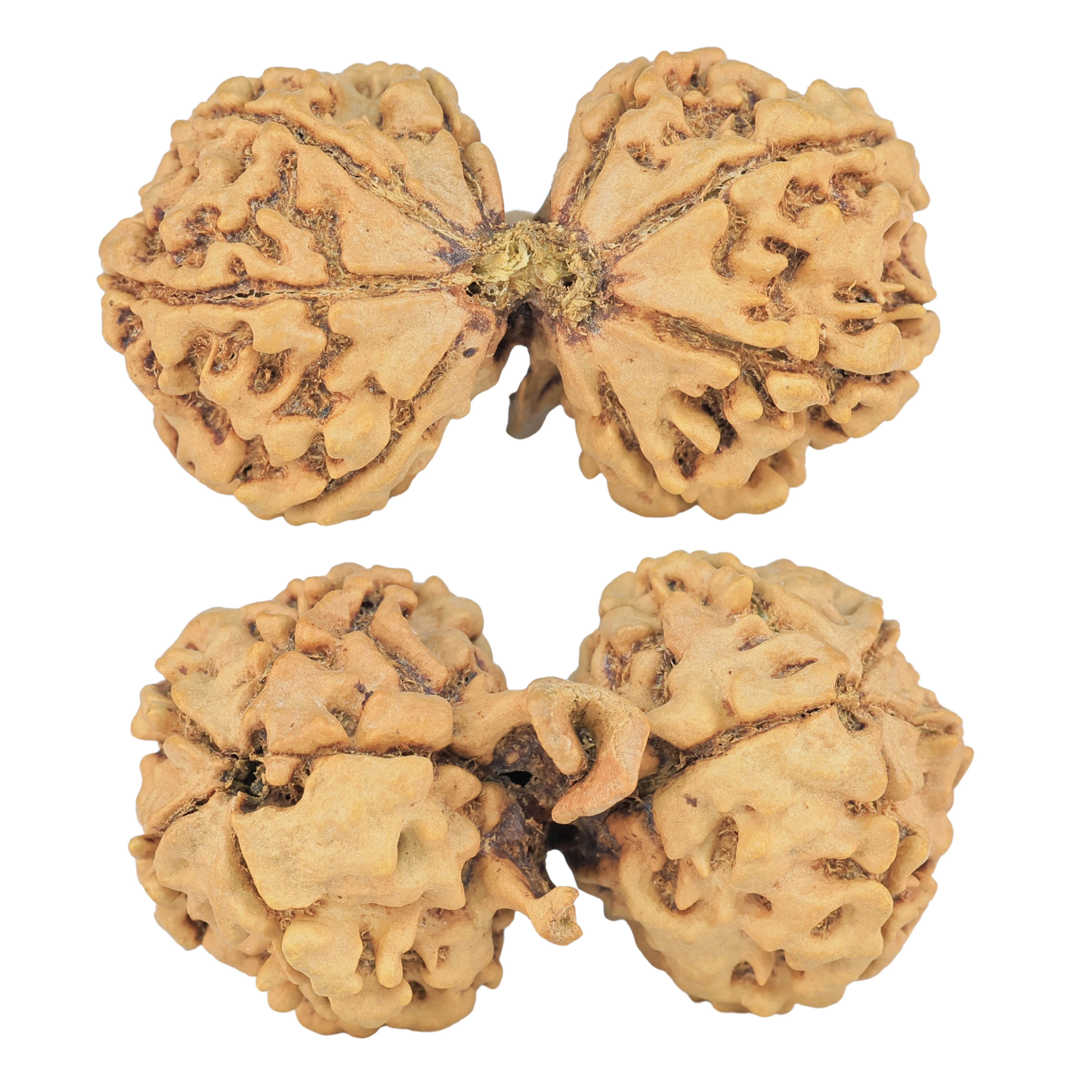 10 Mukhi G.S & Ganesh 35.3mm 5.61gm - Rudraksha