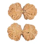 9 MK Gaurishankar 40.2mm 10.22gm - Rudraksha