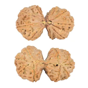 9 MK Gaurishankar 40.2mm 10.22gm - Rudraksha
