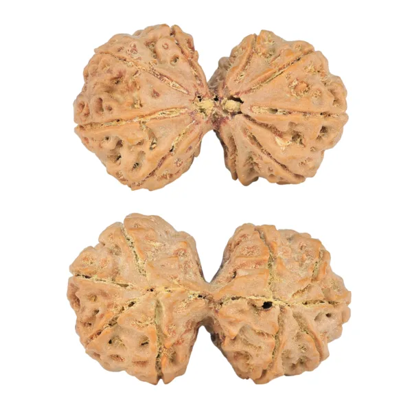 9 MK Gaurishankar 40.2mm 10.22gm - Rudraksha
