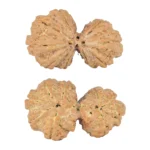 9 MK Gaurishankar 39.9mm 9.17gm - Rudraksha