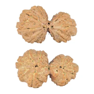 9 MK Gaurishankar 39.9mm 9.17gm - Rudraksha