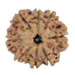 8 Mukhi Rudraksha 27.2mm 6.37gm - Rudraksha