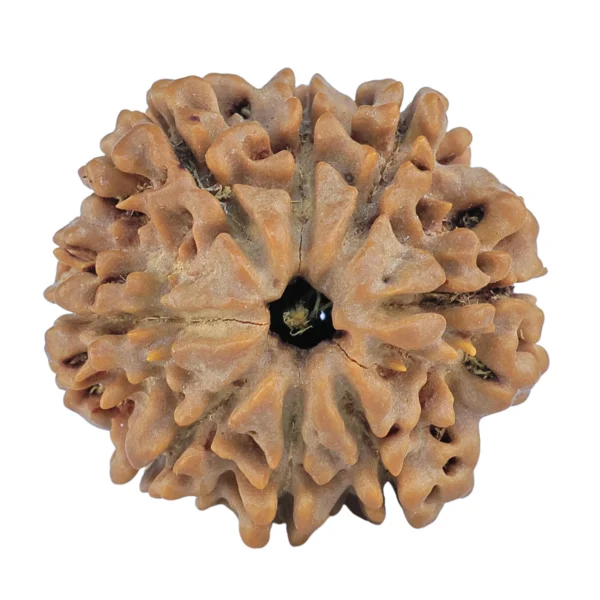 8 Mukhi Rudraksha 27.2mm 6.37gm - Rudraksha