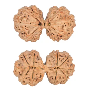 10 Mk Gaurishankar 39.4mm 9gm - Rudraksha