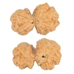 6 Mk Gaurishankar 32.6mm 6.64gm - Rudraksha