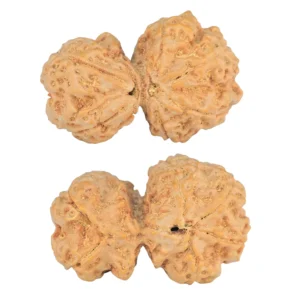 6 Mk Gaurishankar 32.6mm 6.64gm - Rudraksha